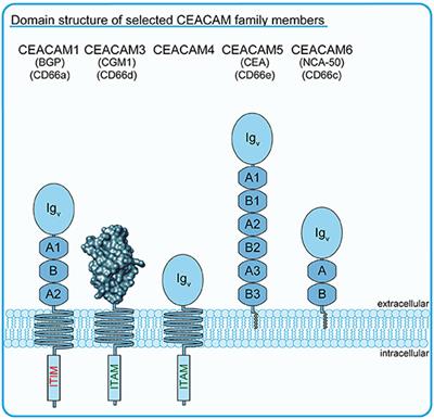 CEACAM3—A Prim(at)e Invention for Opsonin-Independent Phagocytosis of Bacteria